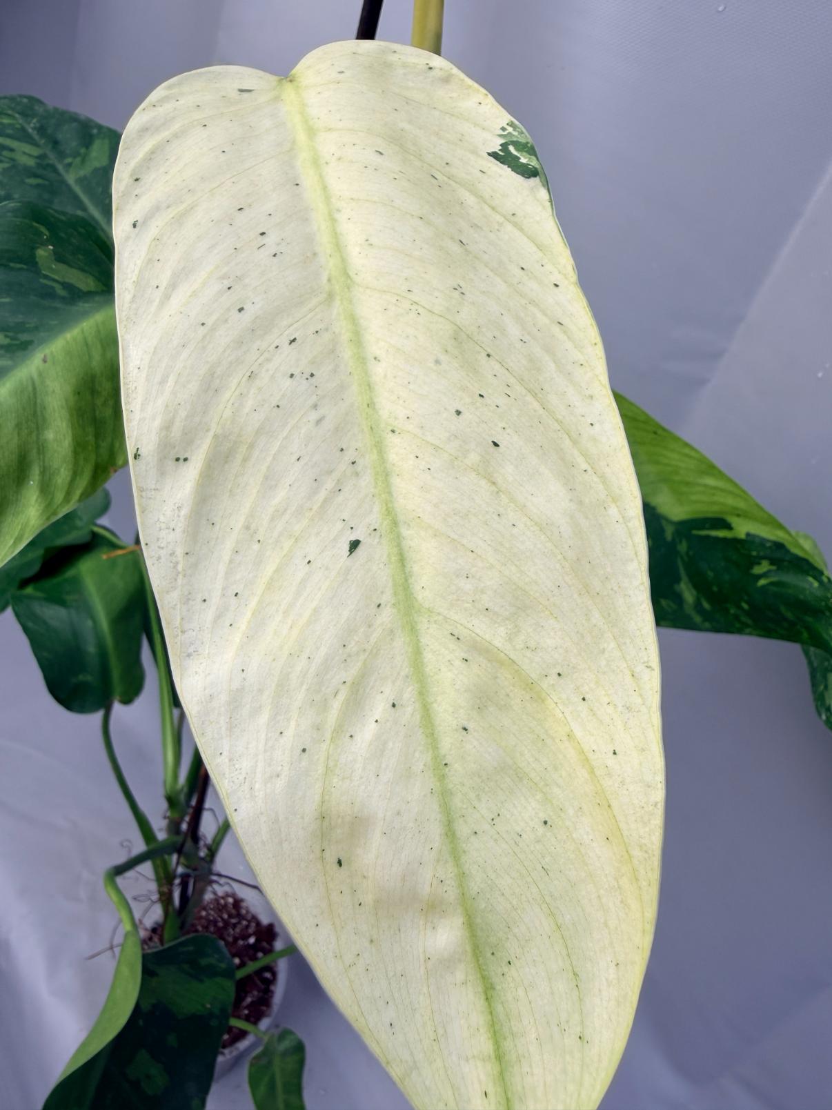 Philodendron Jose Buono variegata XL 4
