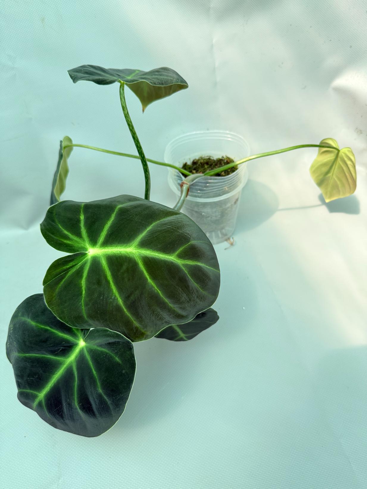 philodendron luxurian Philodendron Luxurians