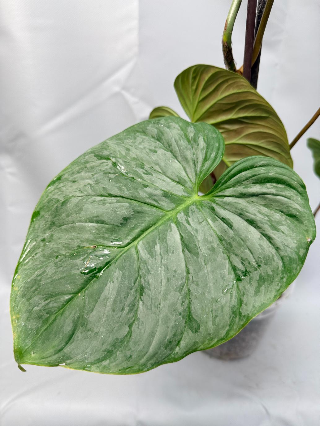 Philodendron Majestic XL 2