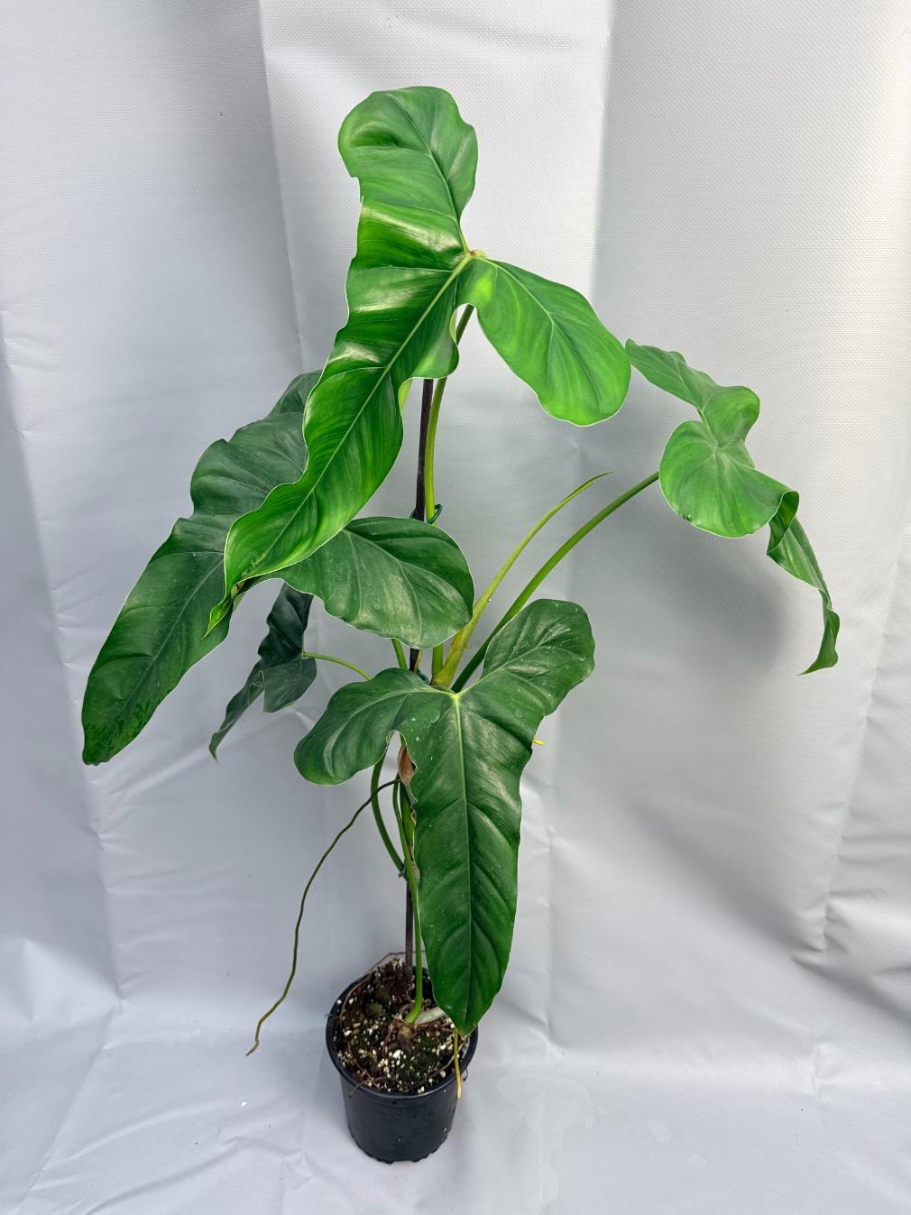 philodendron mexicanum plant Philodendron mexicanum XXL