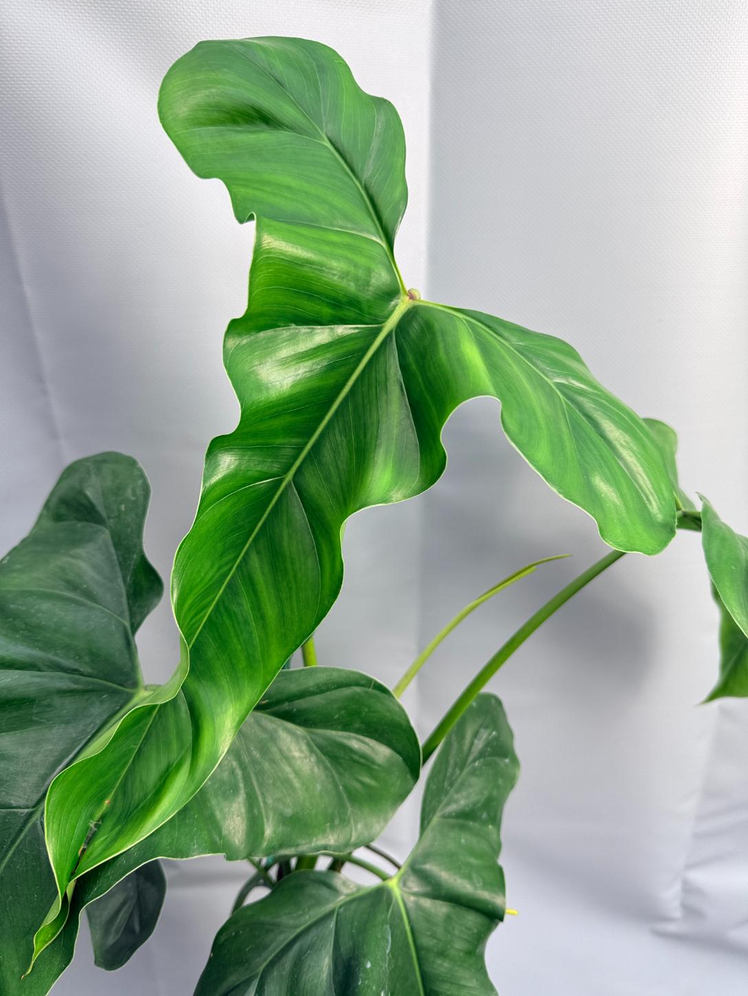 Philodendron mexicanum XXL 2