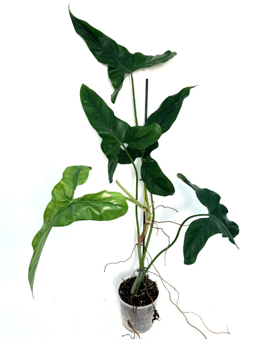Philodendron mexicanum XXL | Welovetropicalplants