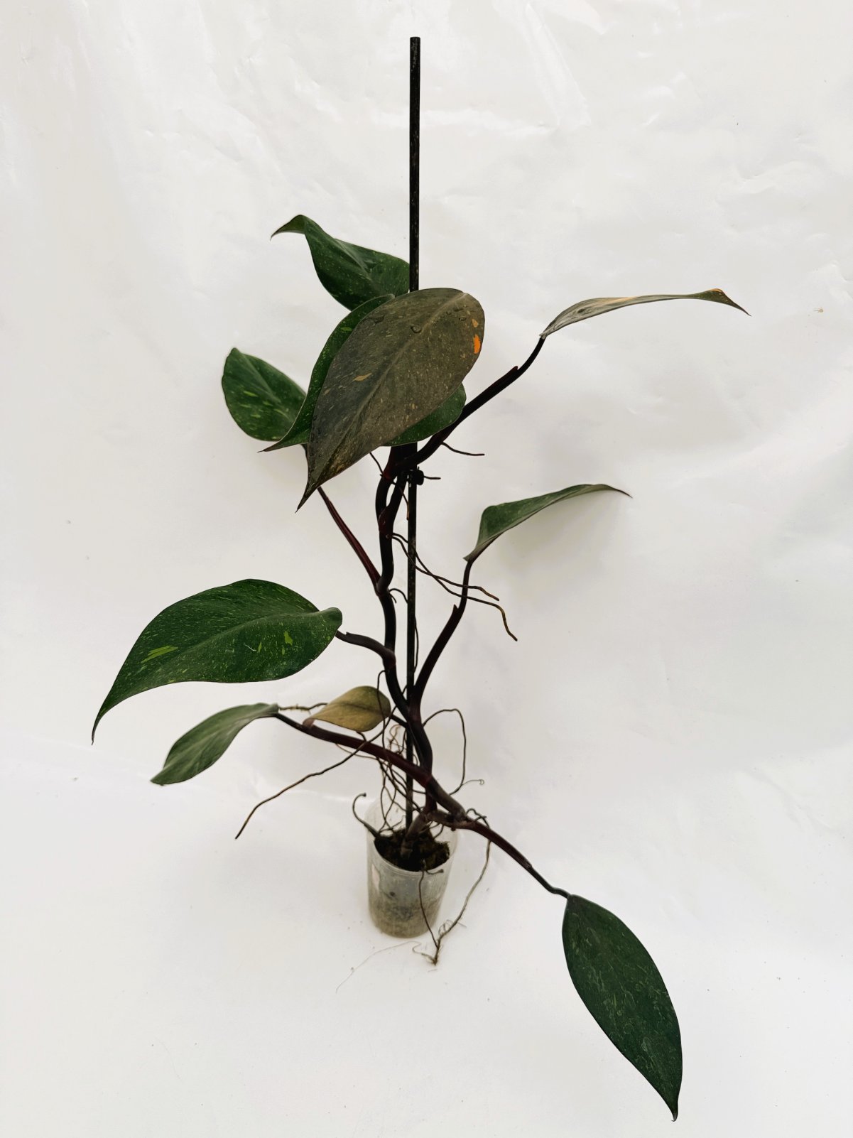 Philodendron_orange_princess_variegata