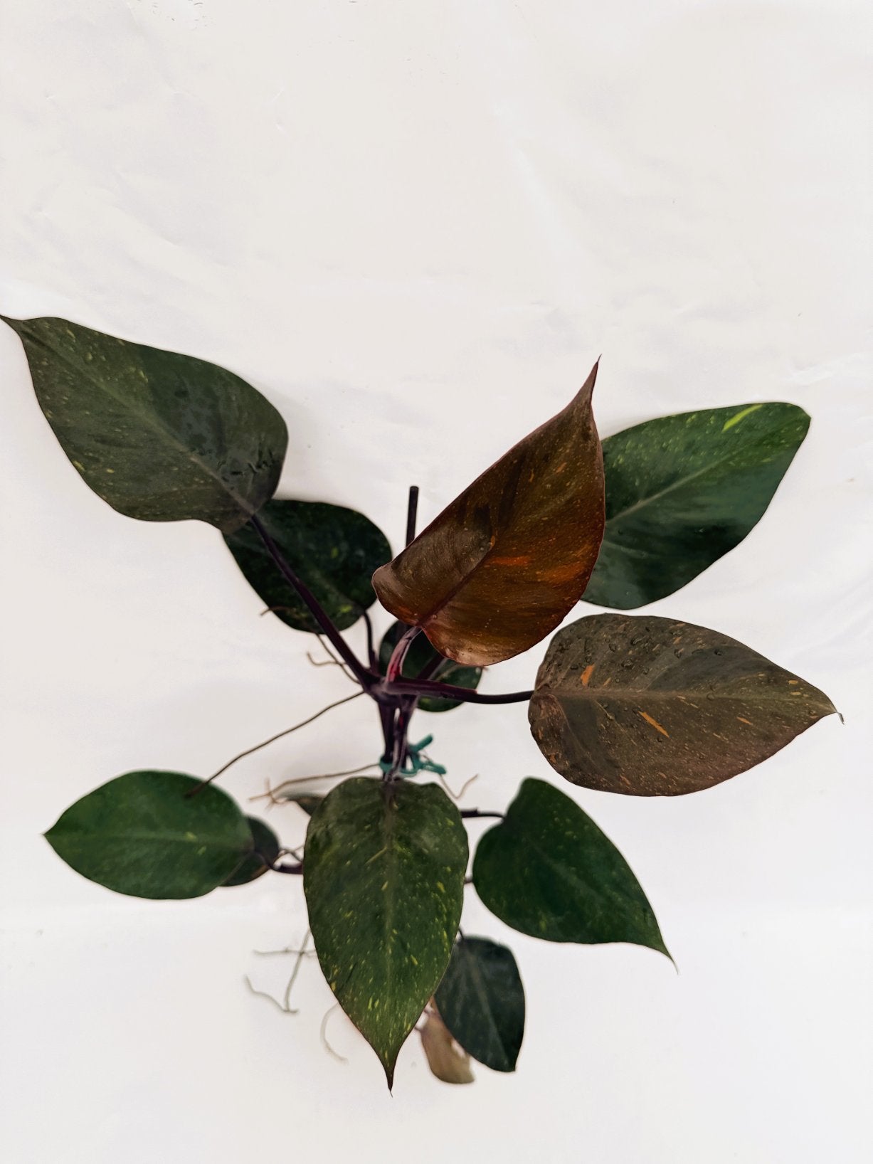 Philodendron_orange_princess_variegata