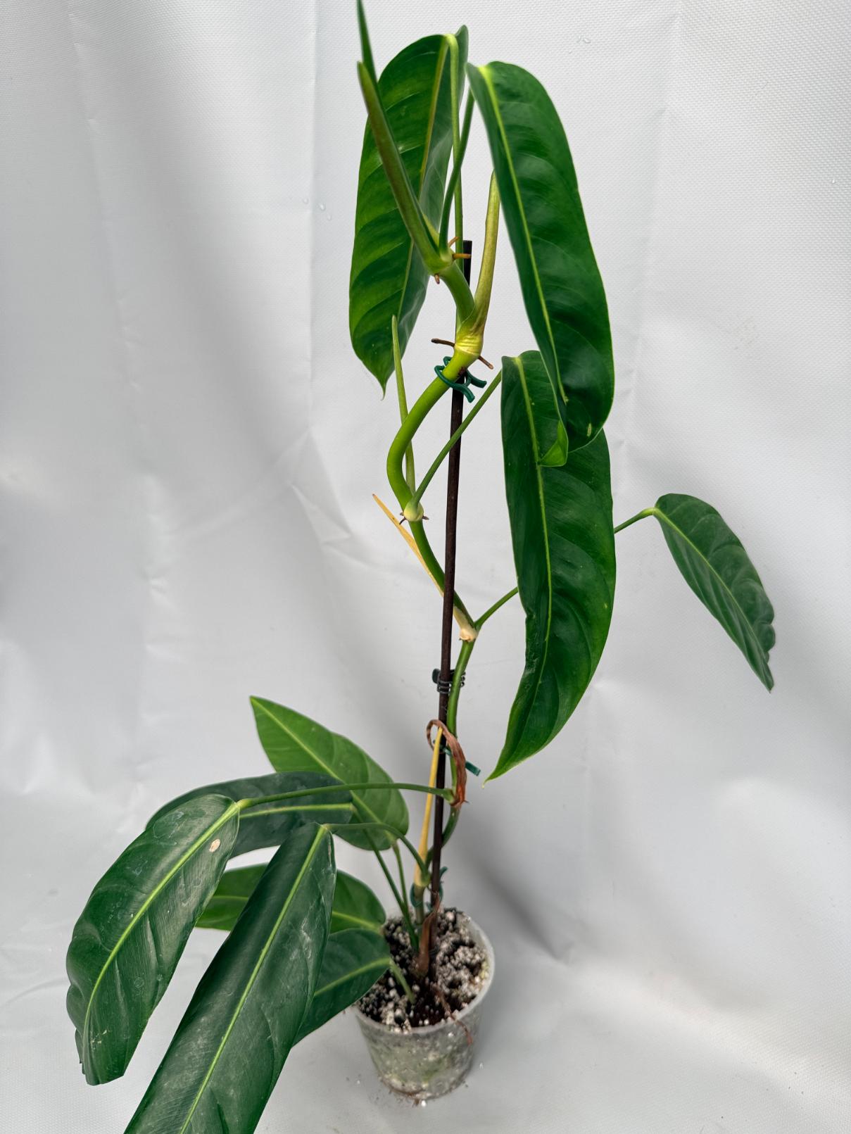 philodendron patricia Philodendron Patriciae XL