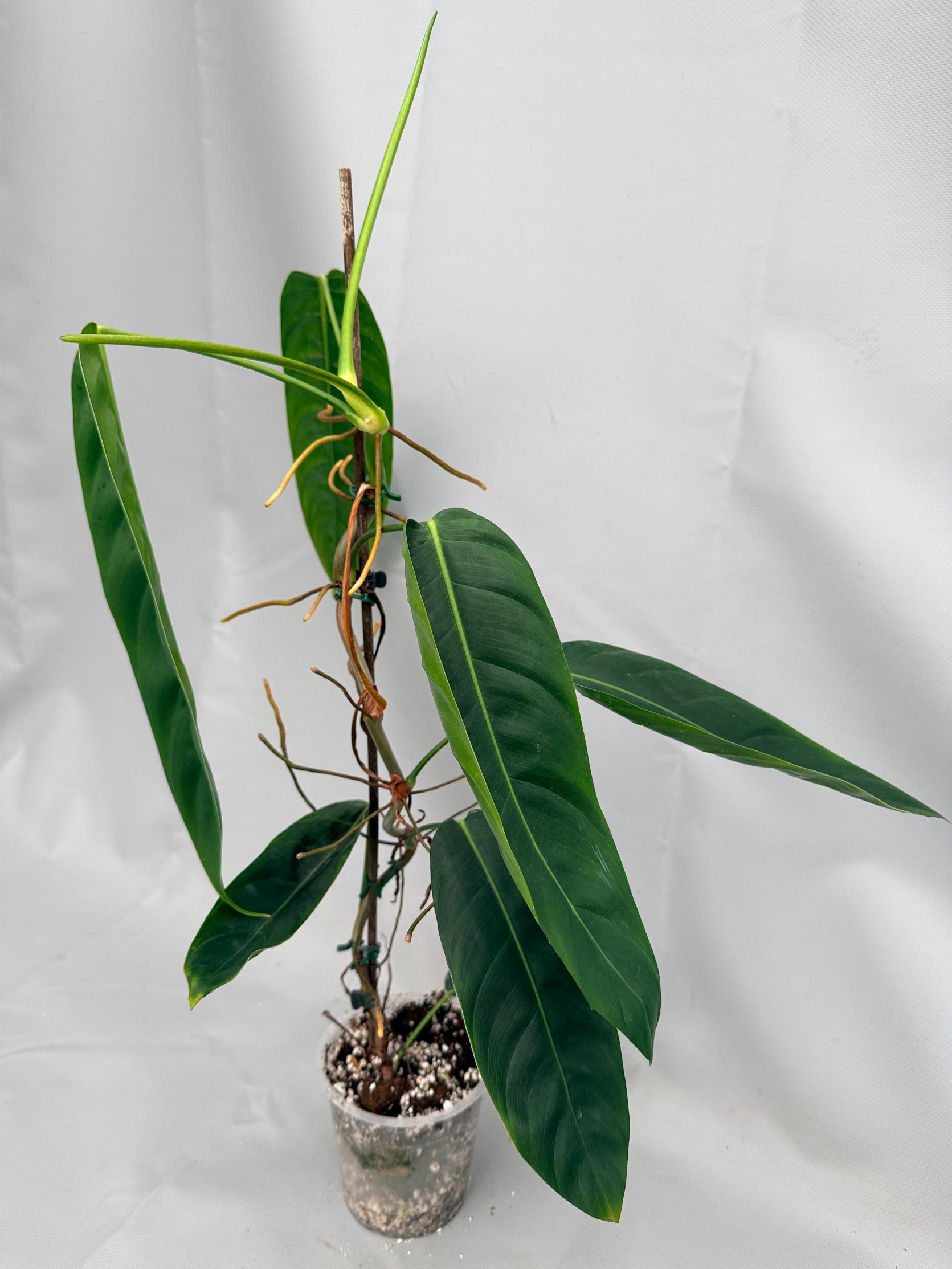 Philodendron Patriciae XL