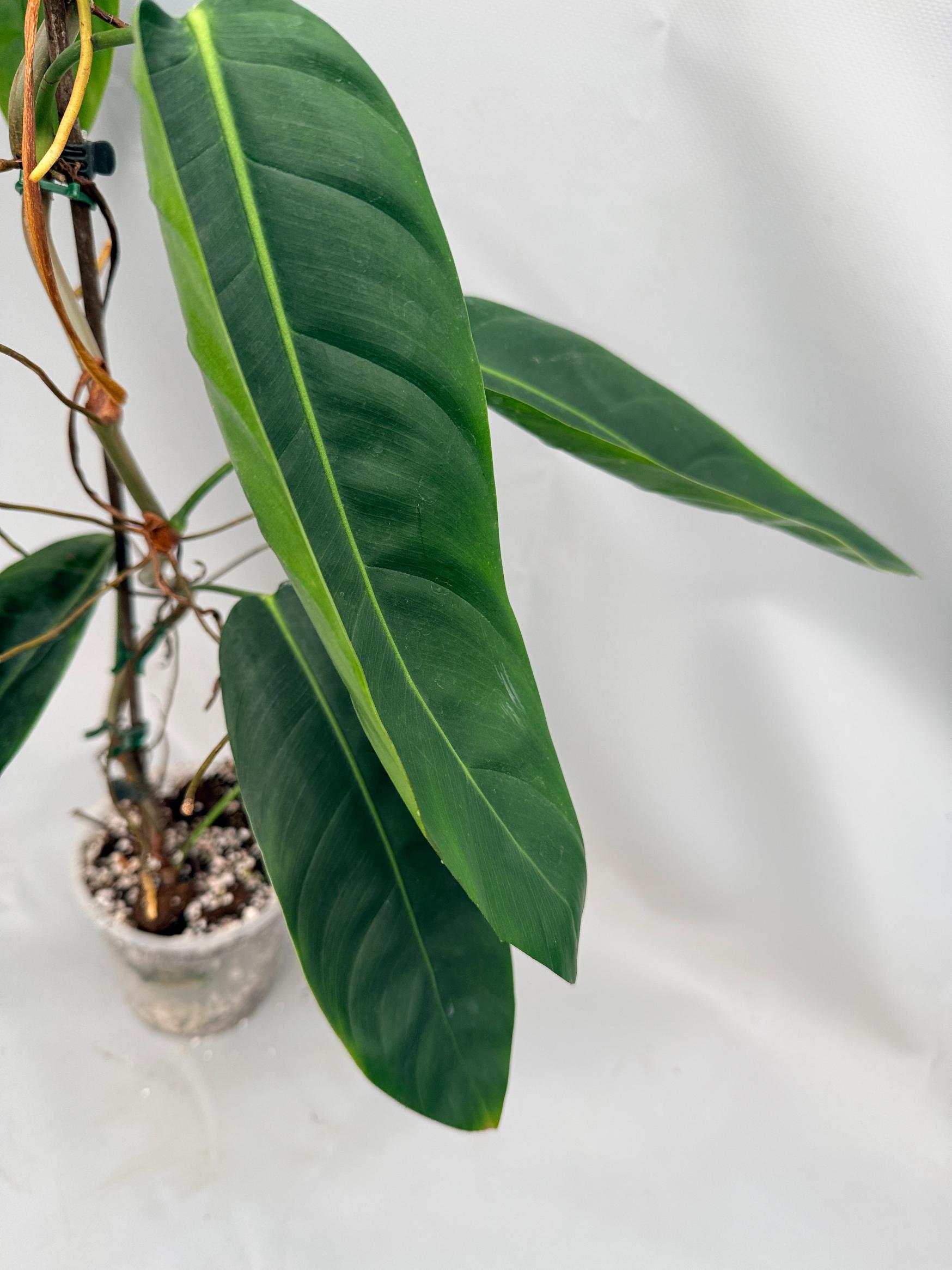 Philodendron Patriciae XL 02