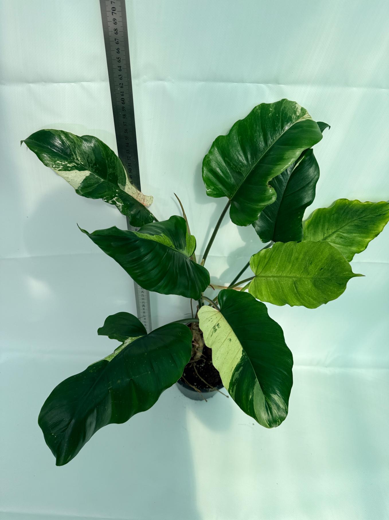 philodendron snowdrift variegata Philodendron snowdrift variegata
