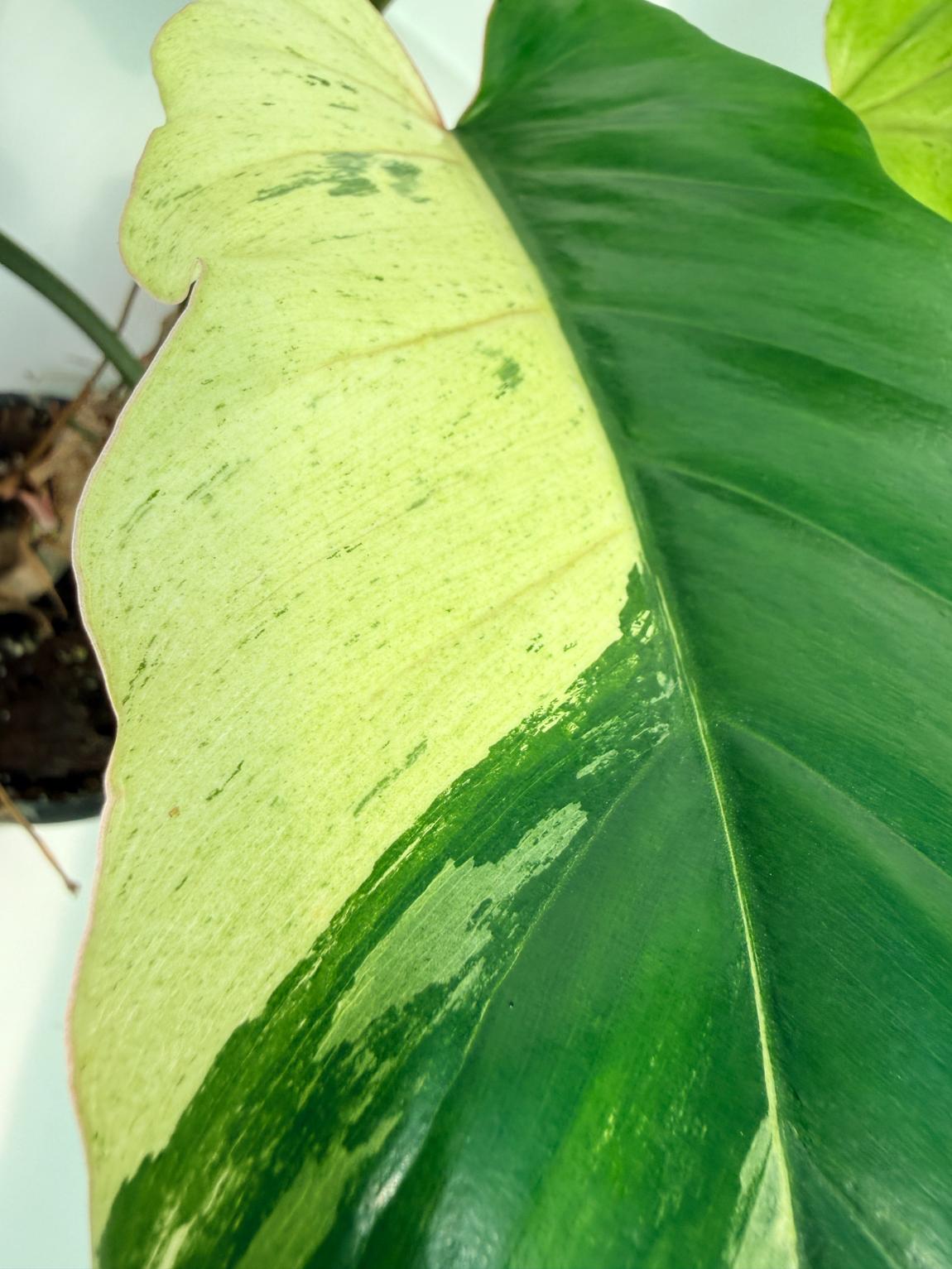 Philodendron snowdrift variegata 2