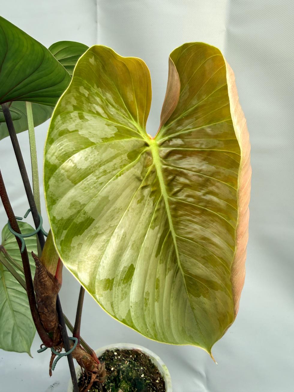 Philodendron Sodiroi XL 2