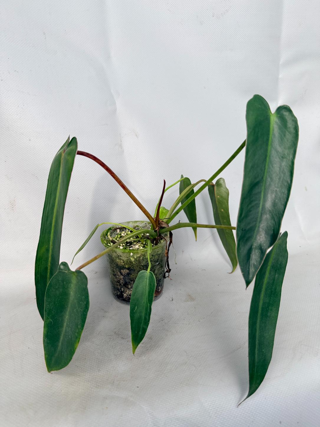 insect philodendron Philodendron spiritus sancti (young plant)
