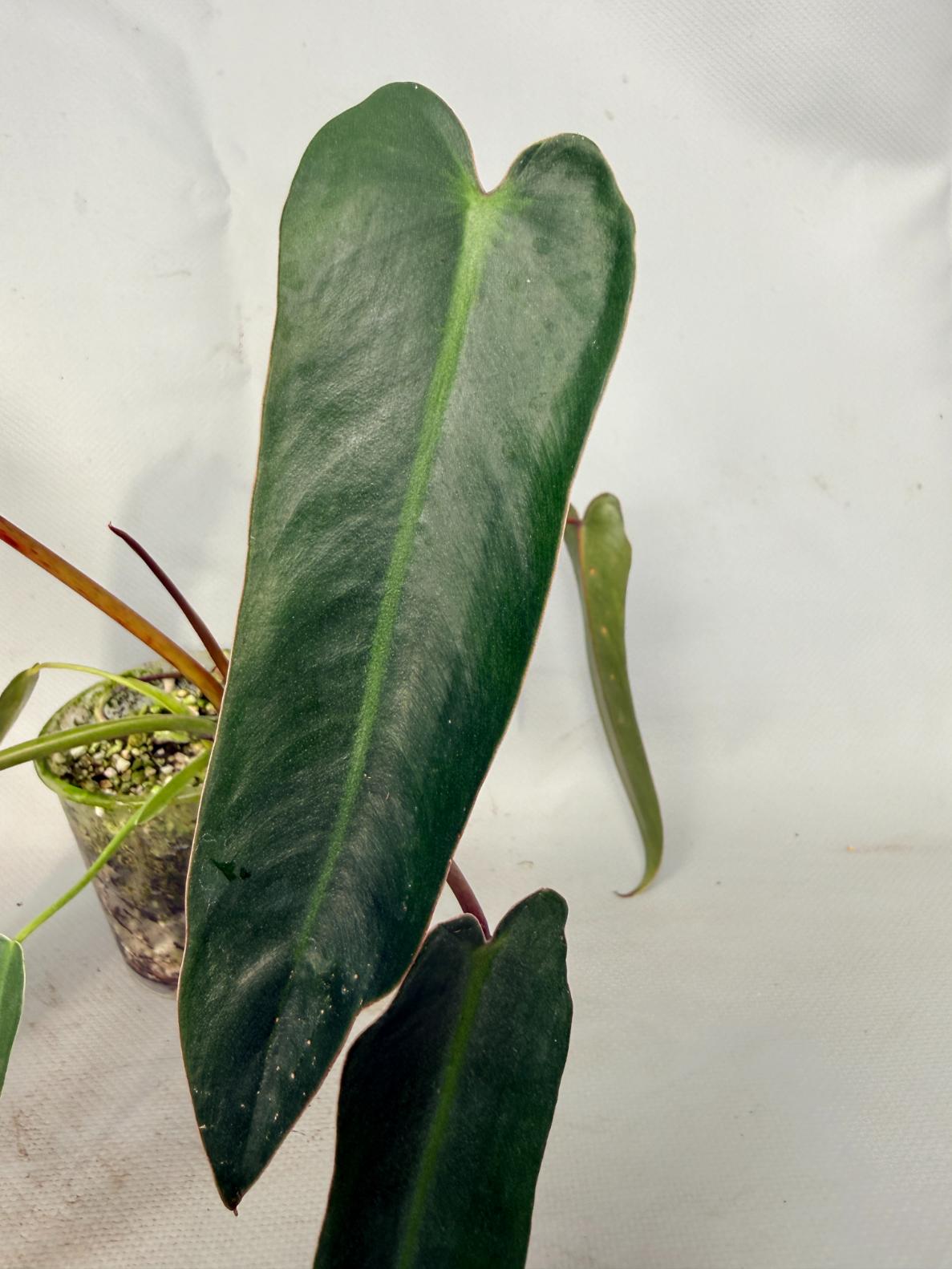 Philodendron spiritus sancti 02
