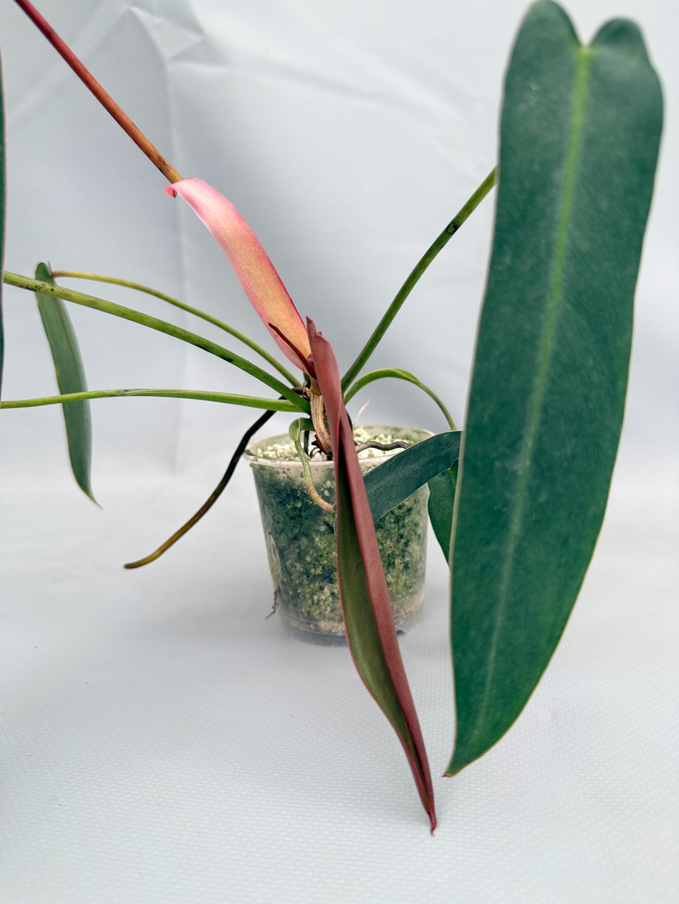 Philodendron spiritus sancti 02