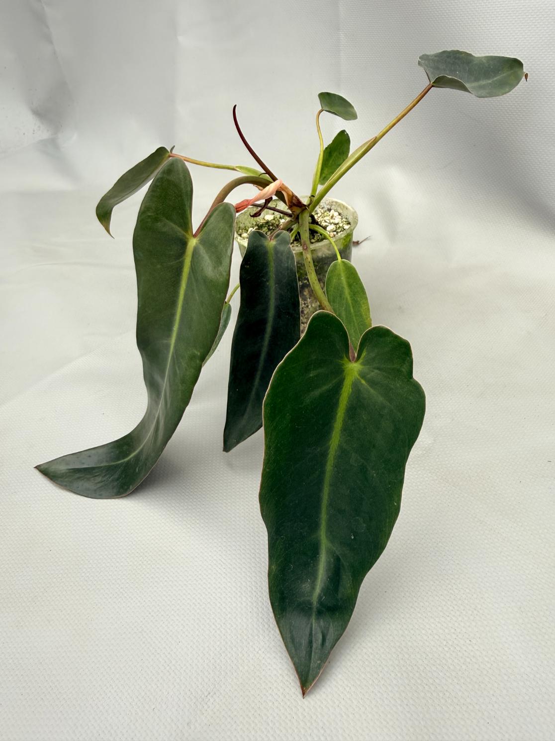 philodendron spiritus sancti variegated Philodendron spiritus sancti (young plant)