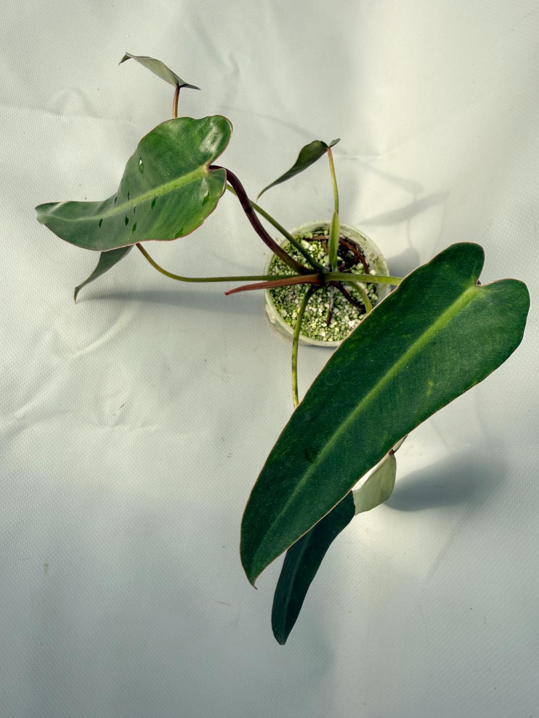 Philodendron spiritus sancti 10