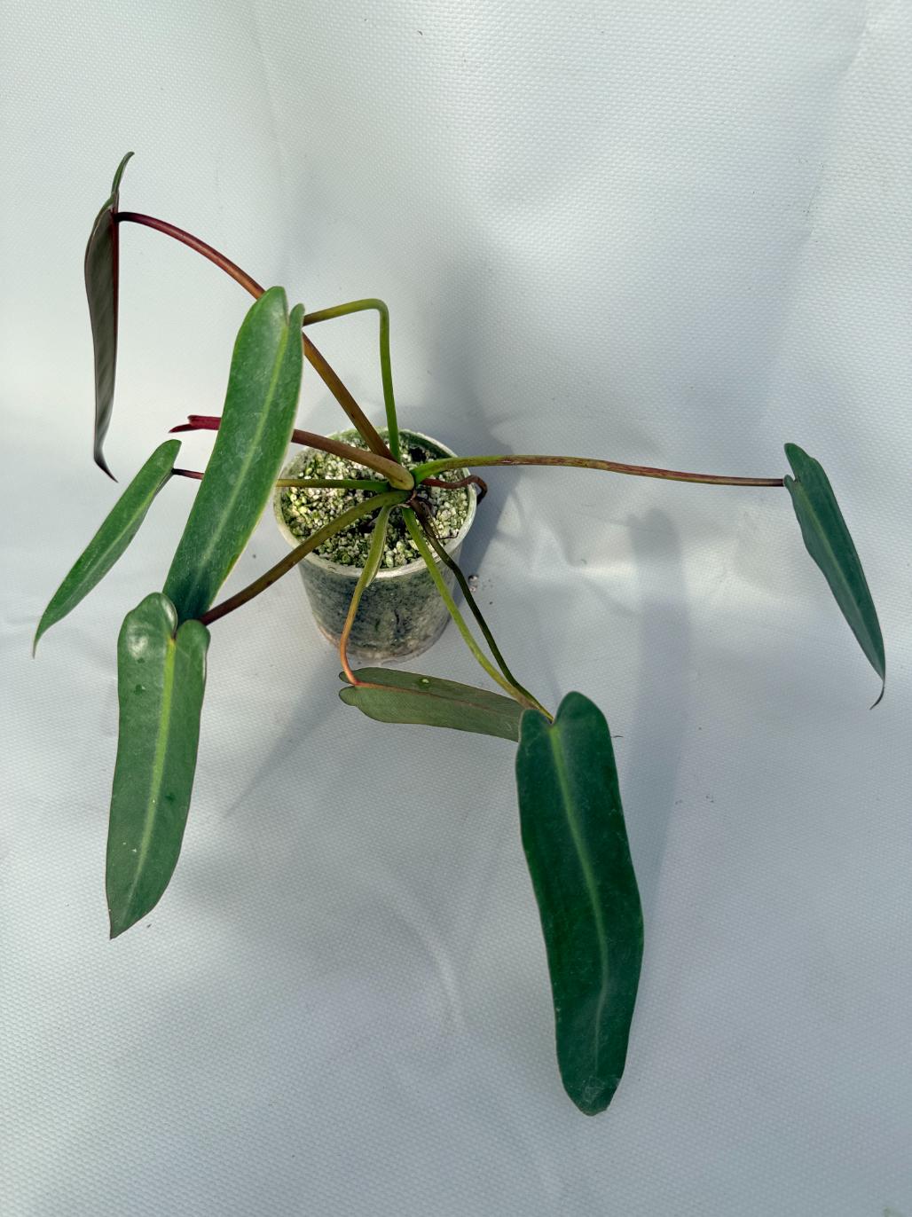 Philodendron spiritus sancti 01