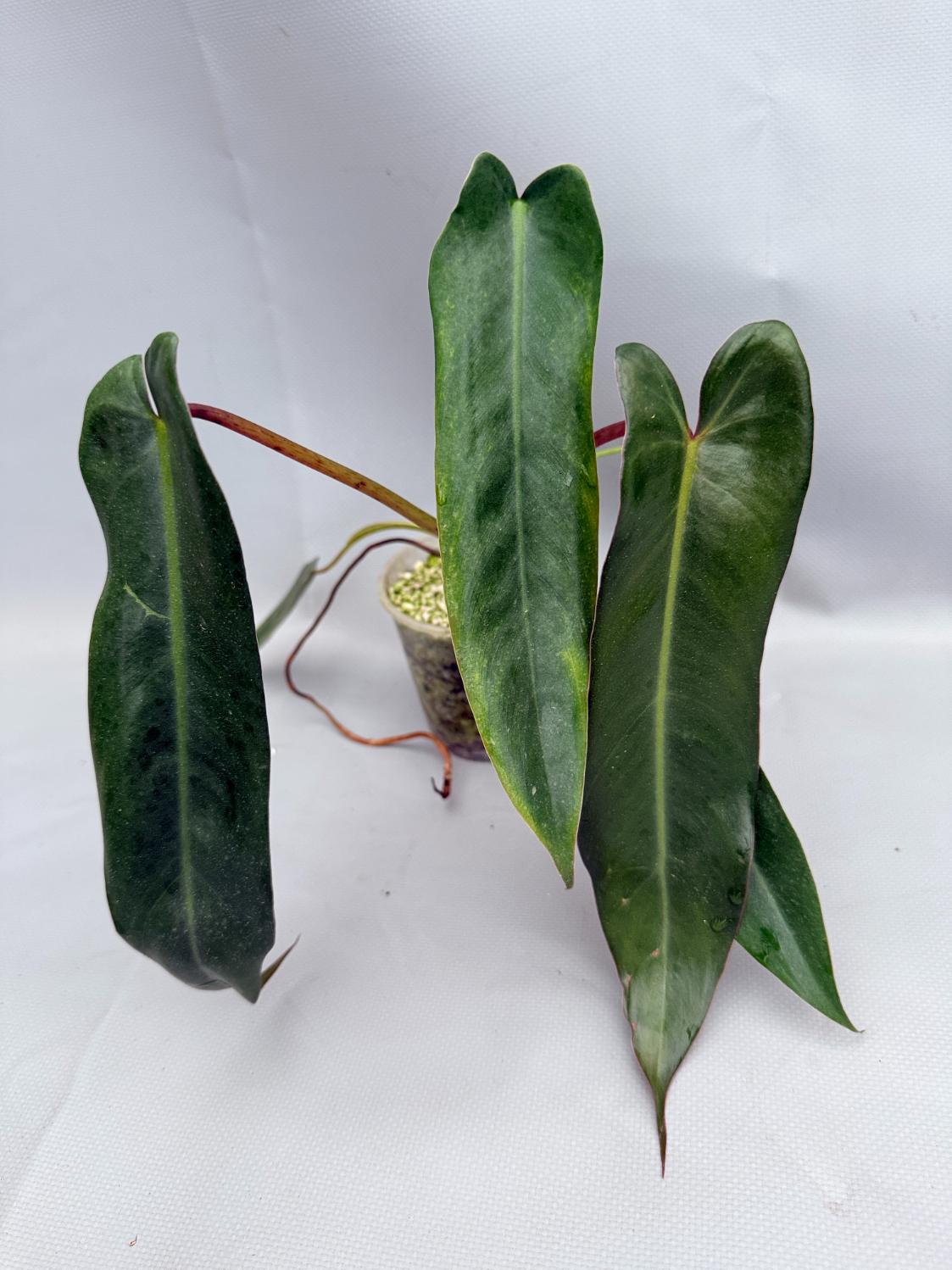 Philodendron spiritus sancti