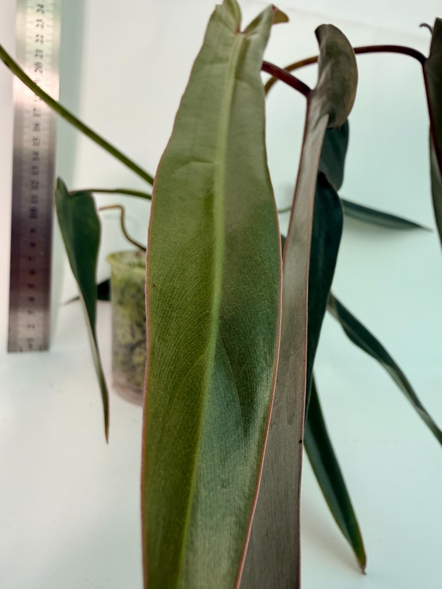 Philodendron spiritus sancti 2