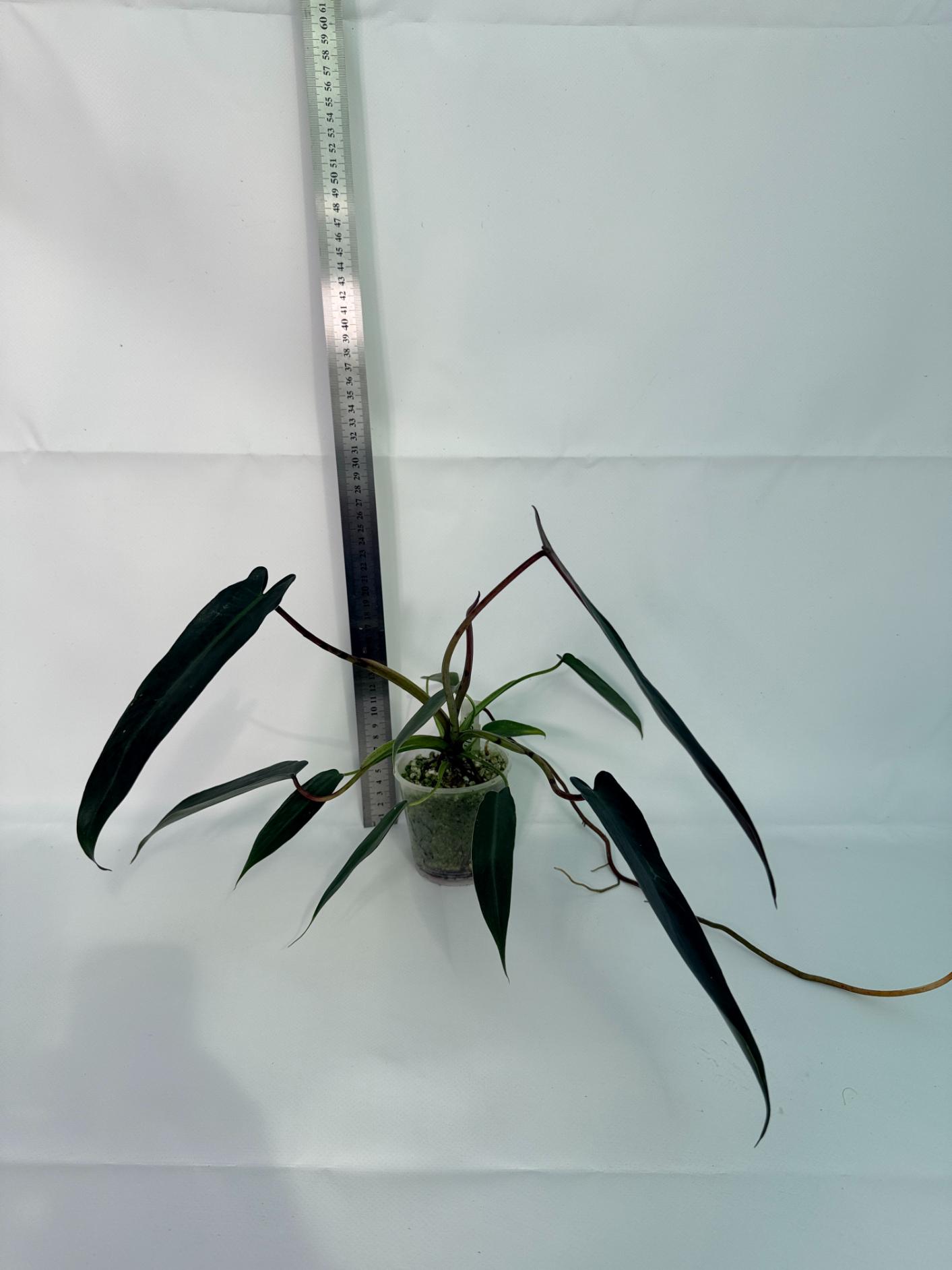 philodendron definition Philodendron Oxapapense Variegated aka 