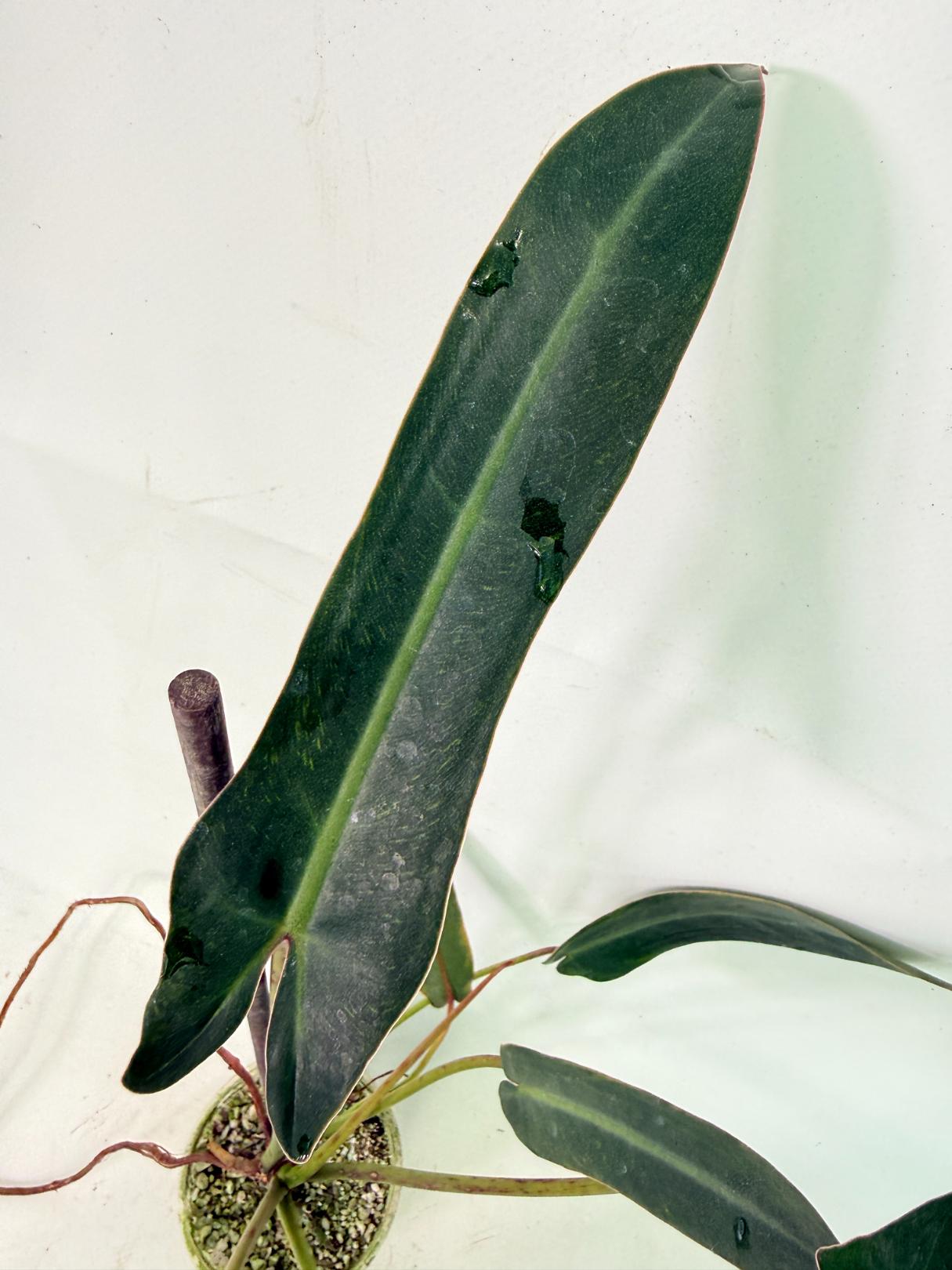 Philodendron spiritus sancti 2