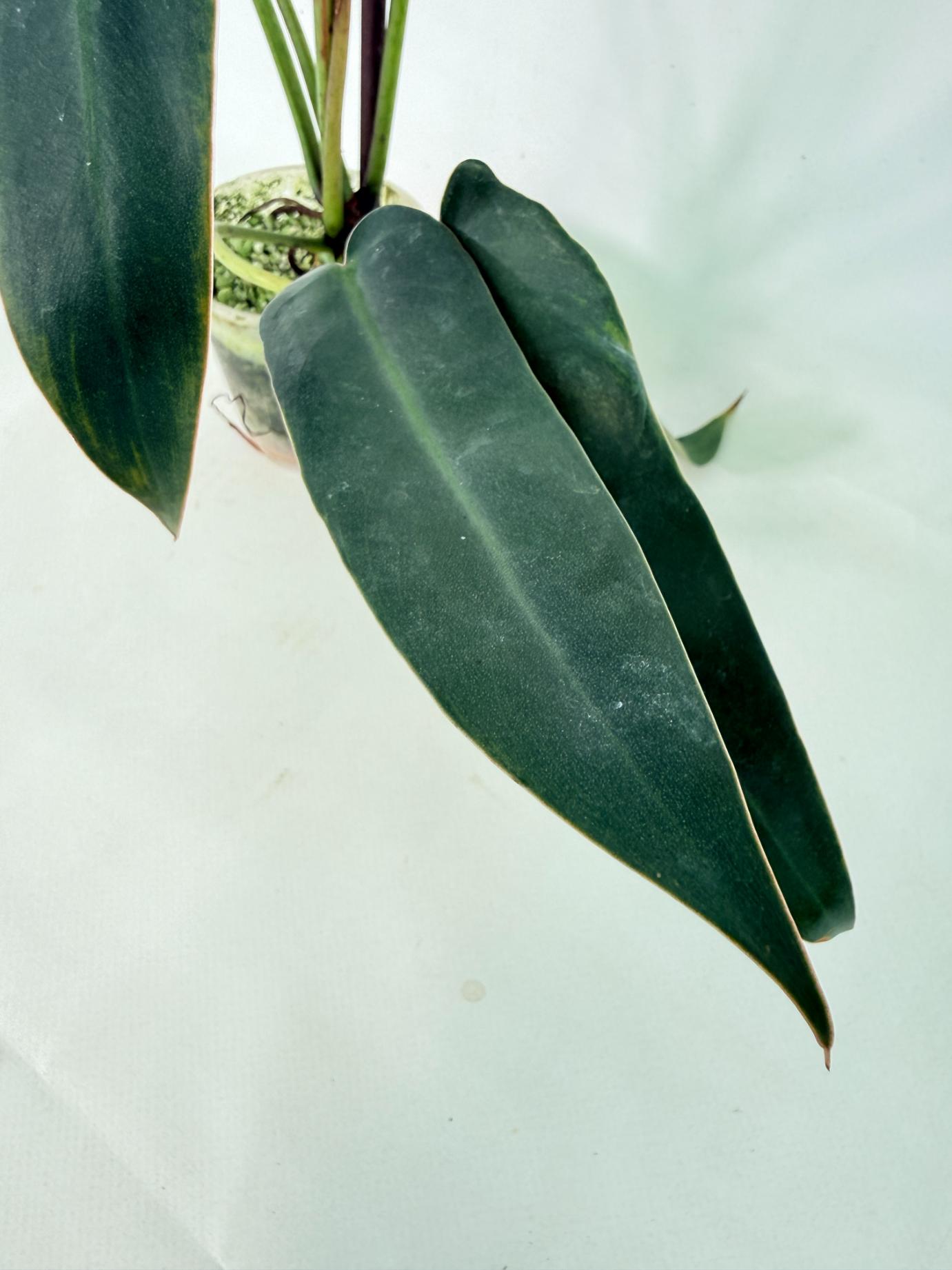 Philodendron spiritus sancti 2