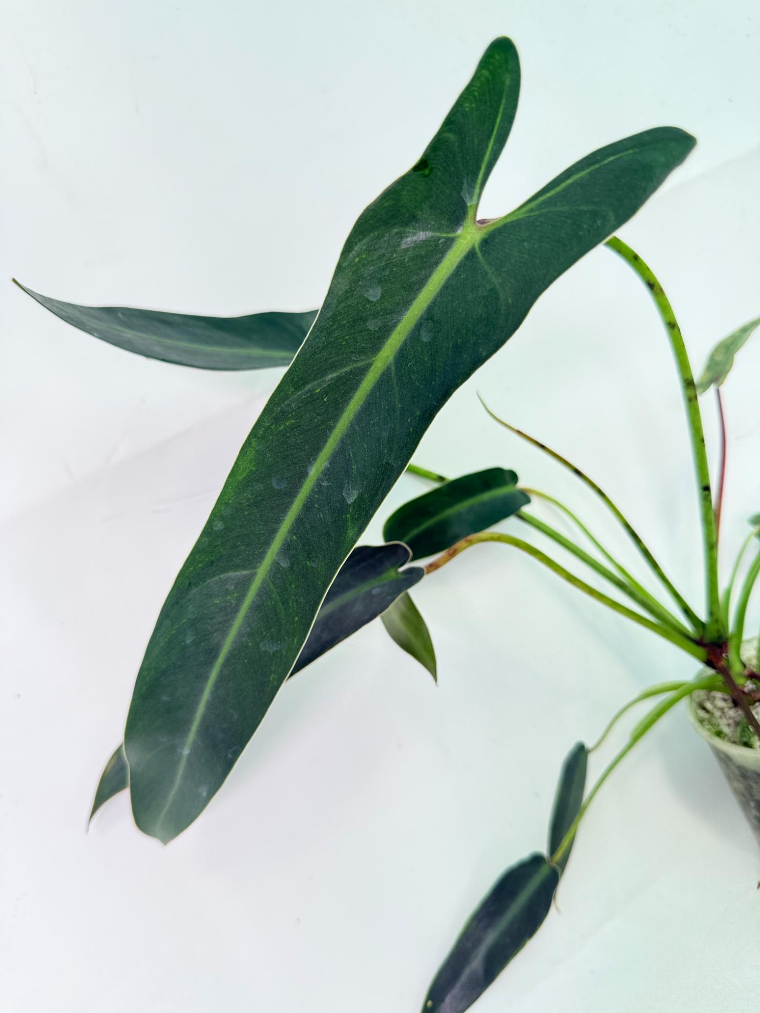 Philodendron spiritus sancti (pianta giovane)