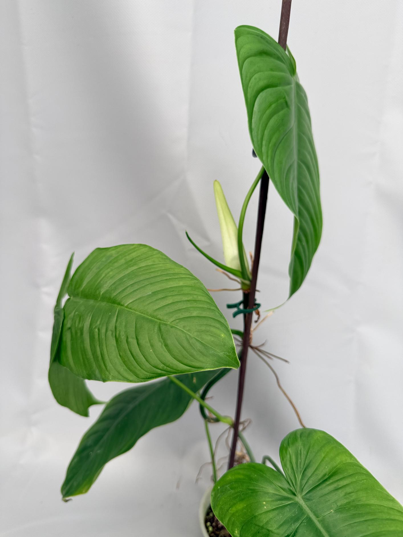 philodendron tenue el valle Philodendron tenue XL