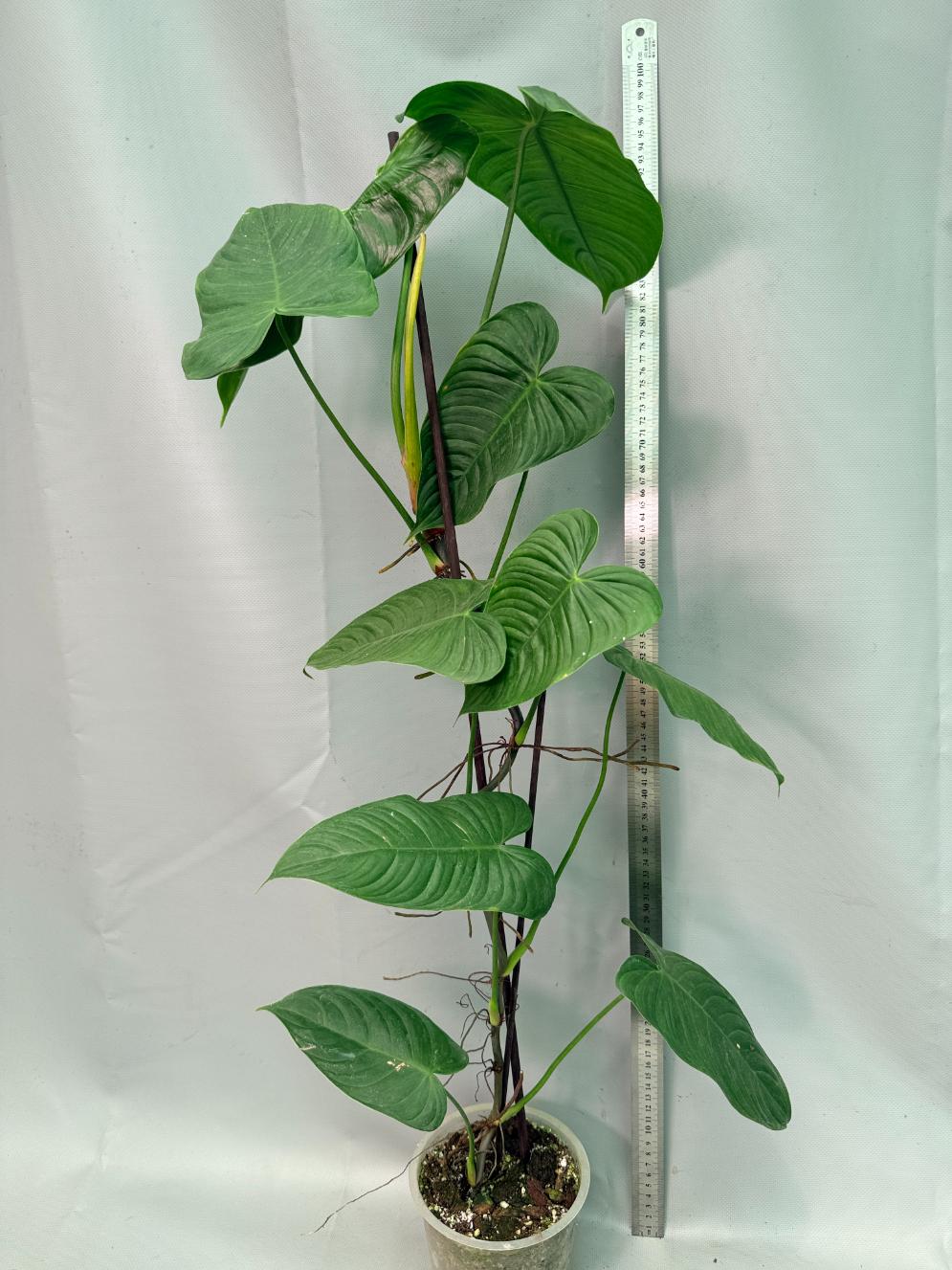 philodendron birkin standort Philodendron Birkin (Regular) main image 1