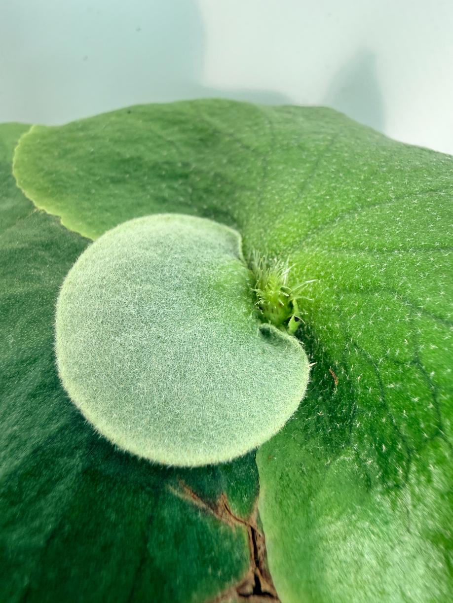 Platicerium ellisii x Holttumii 2