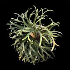 Platycerium ALCICORNE DWARF | Welovetropicalplants