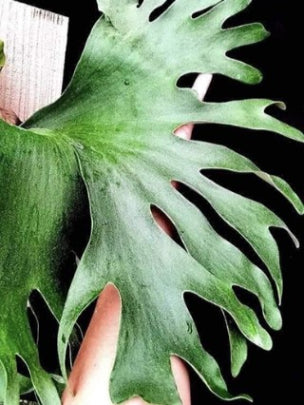 Platycerium Wandae x Veitchii