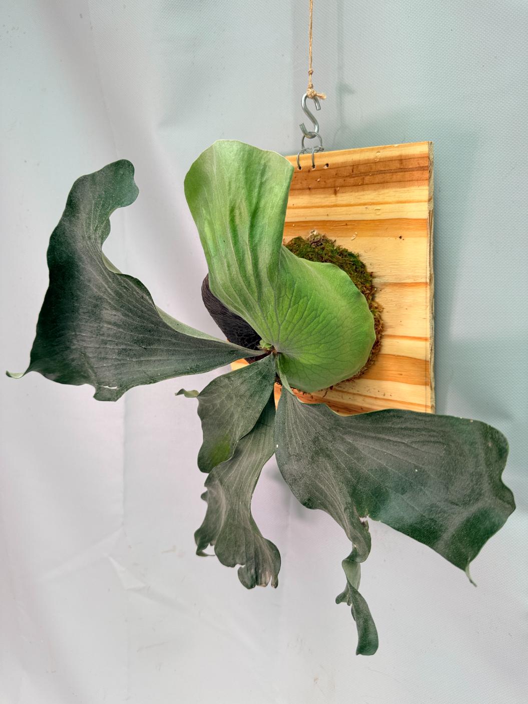 Platycerium Elephantotis x Alcicorne + mounted on the board