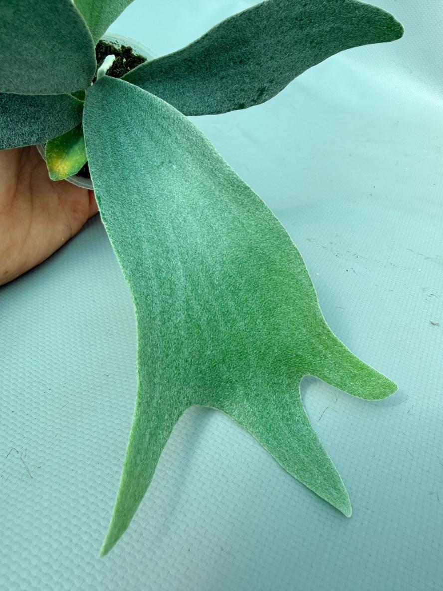 Platycerium Andinum 02