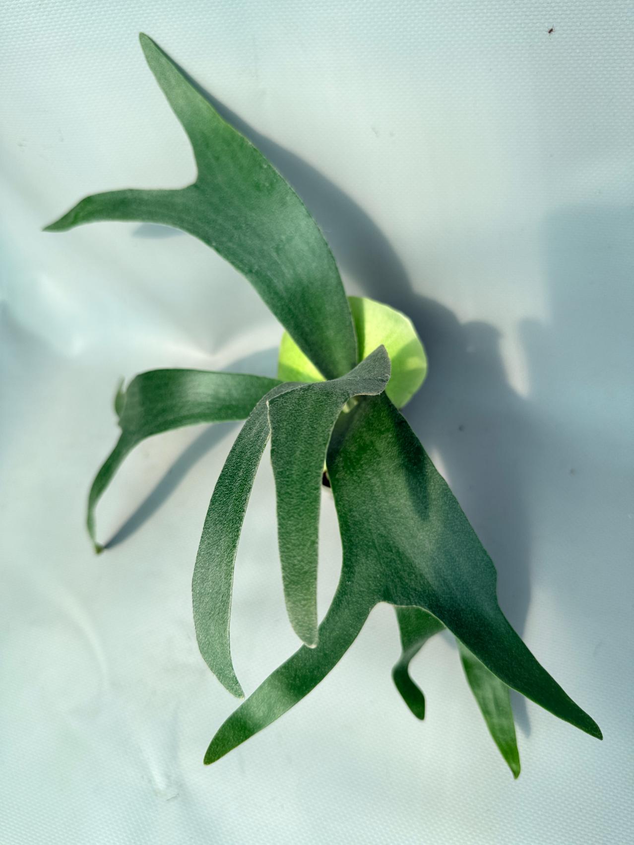 Platycerium Banna #A 02