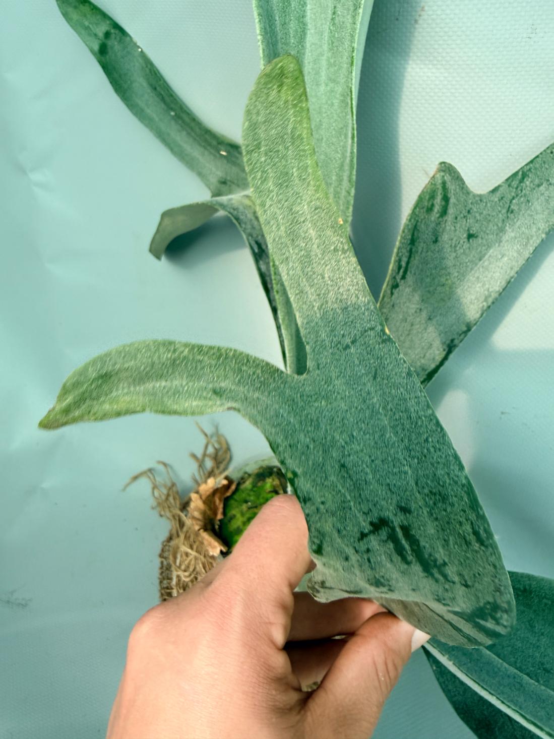 Platycerium Bifurcatum sp. White 02