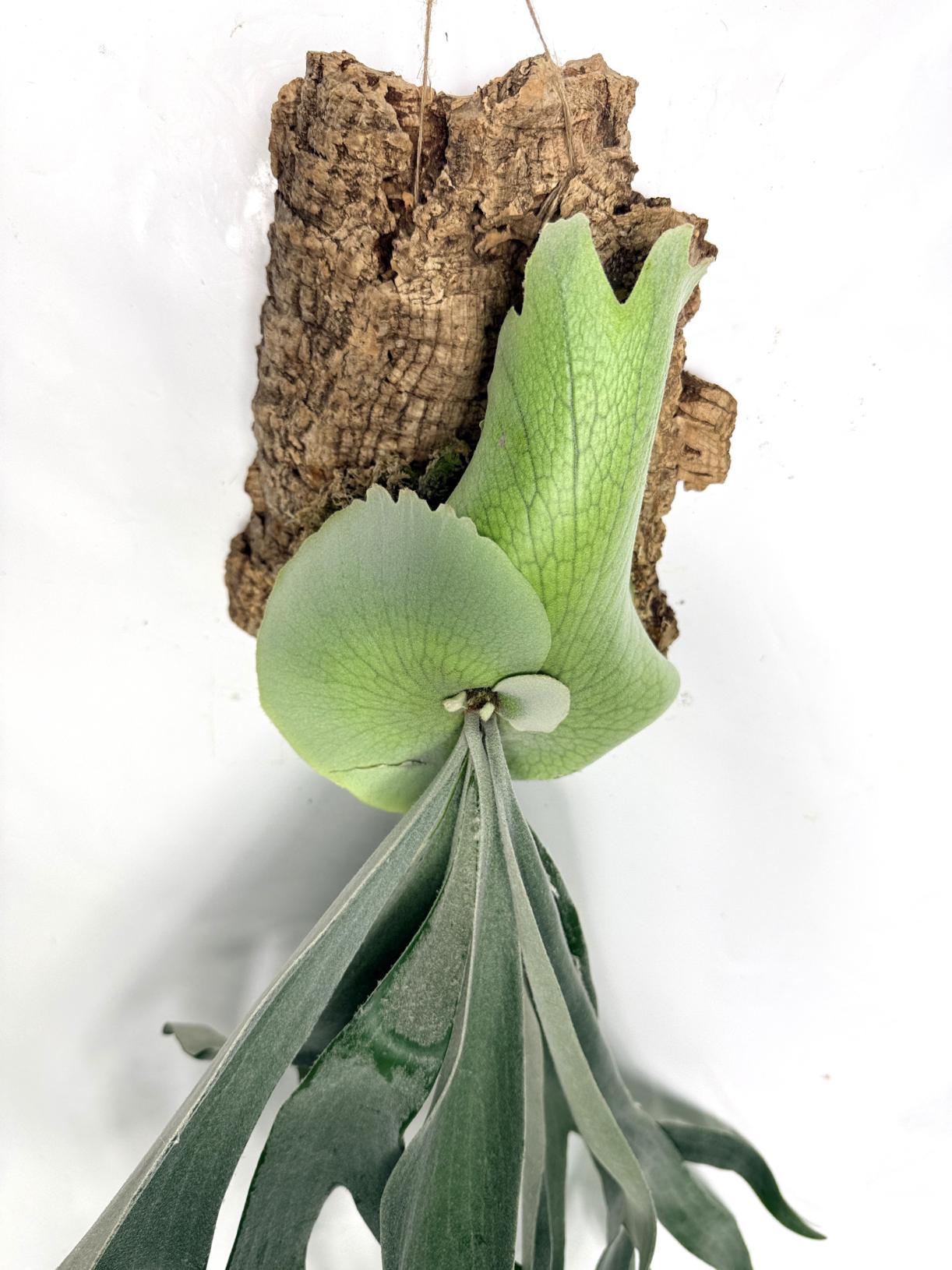 Platycerium Bifurcatum sp. White