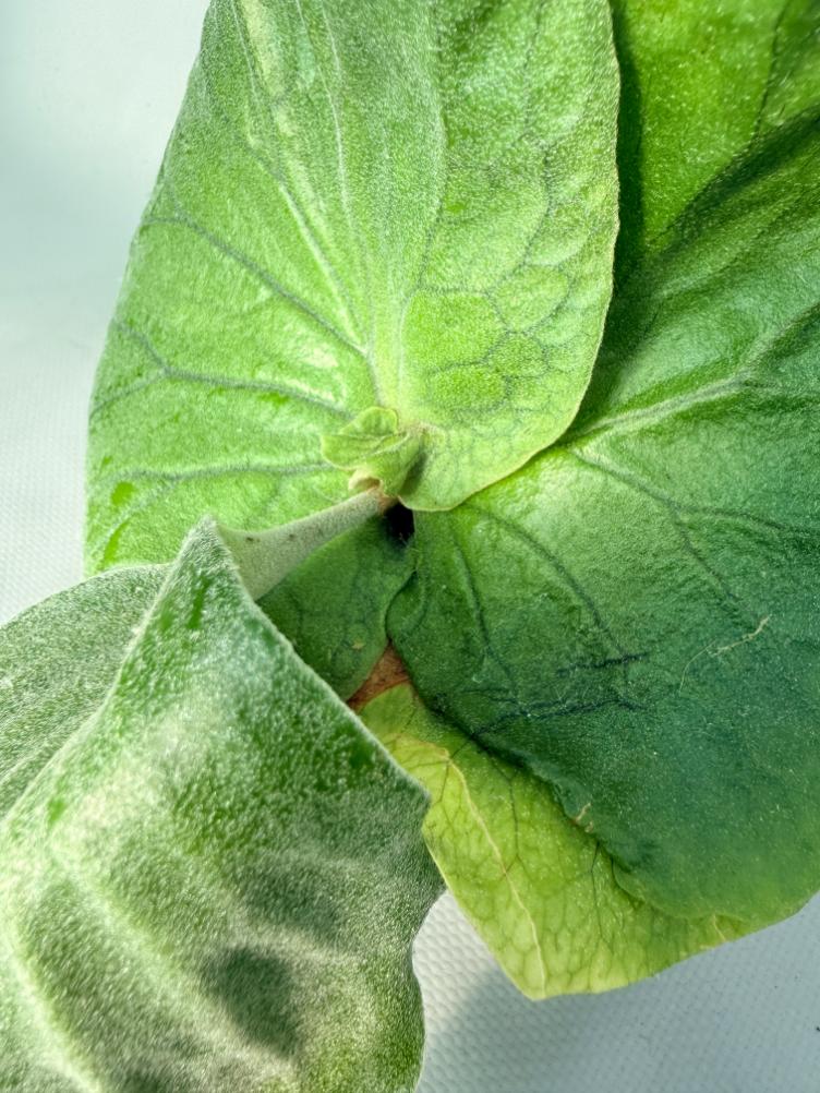 Platycerium Elephantotis var. Mammuthus 02