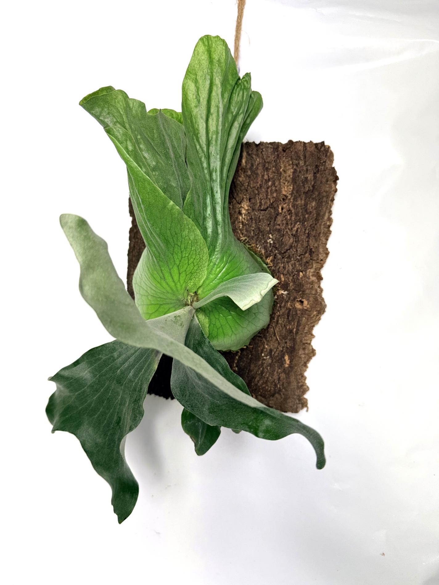 Platycerium Elephantotis x Alcicorne + montado en la tabla