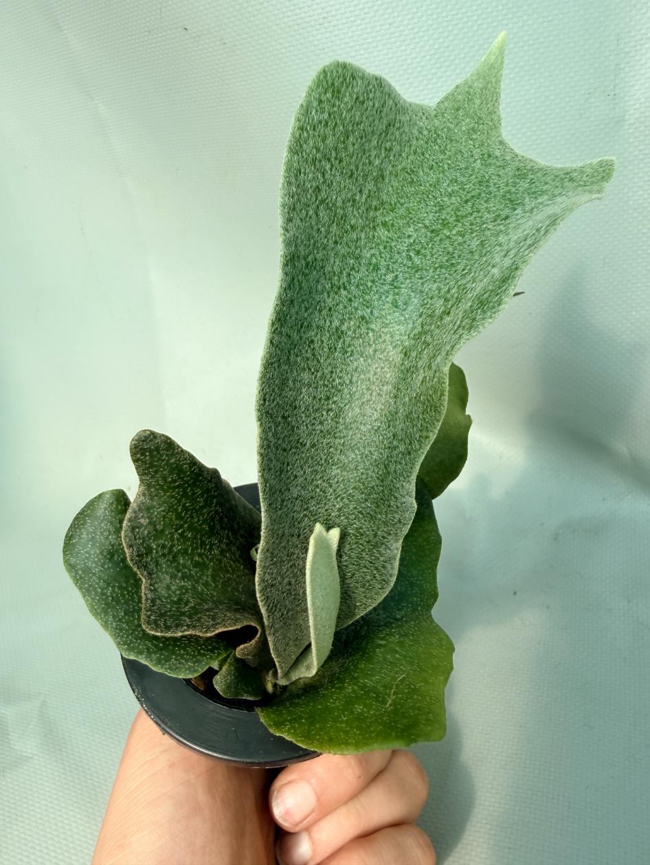 Platycerium FSQ 'White Windmill' 02
