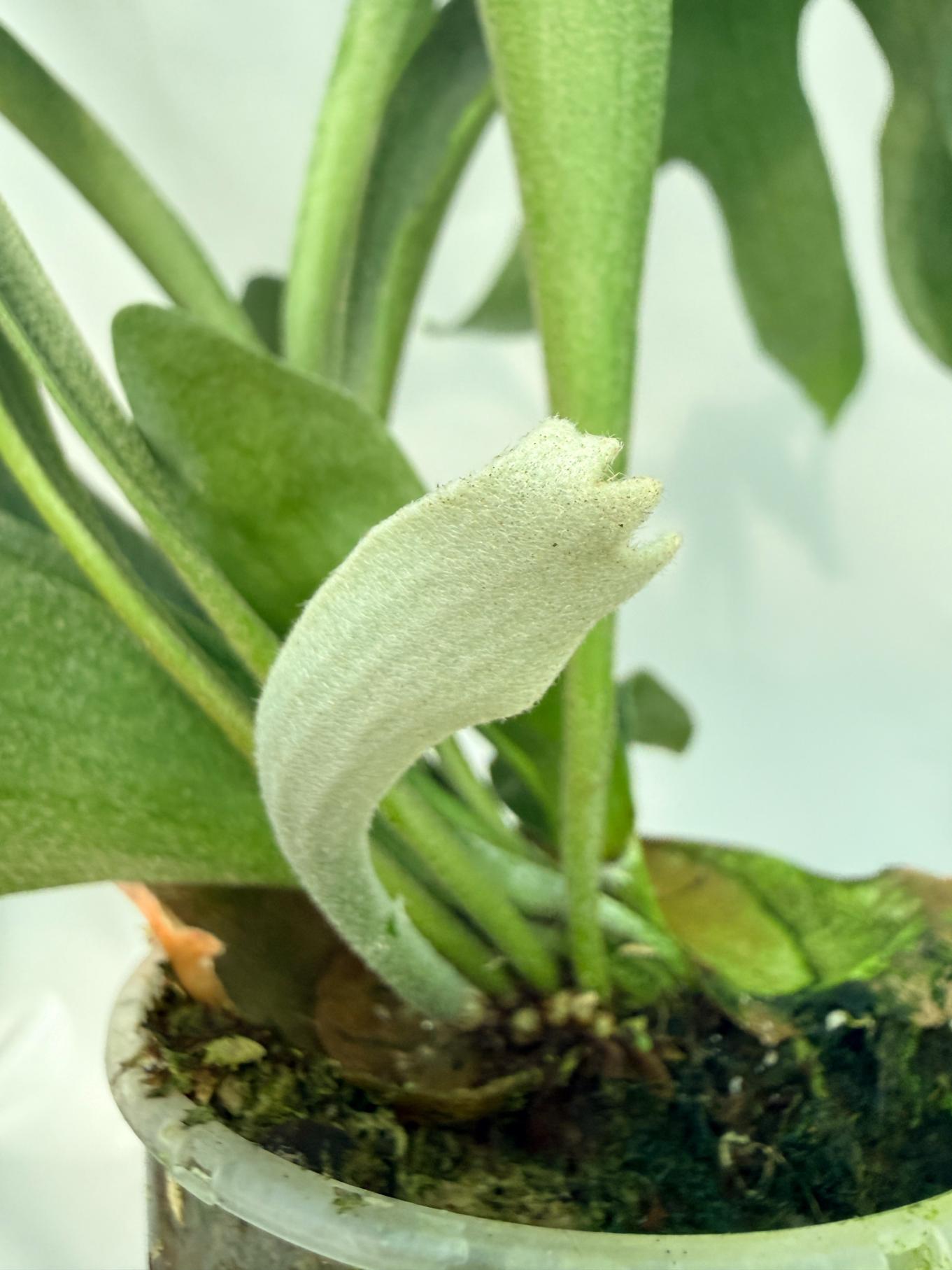 Platycerium SS Foong 06