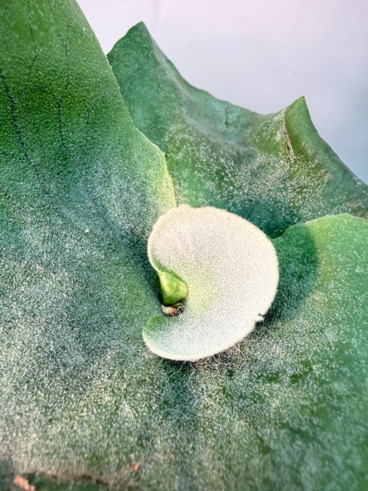 Platycerium Grande 2