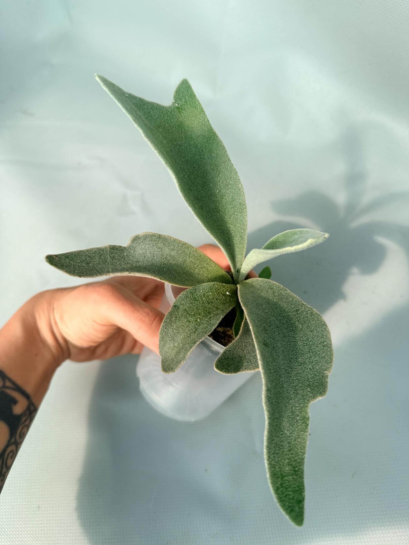 Platycerium Hakuna Matata 02
