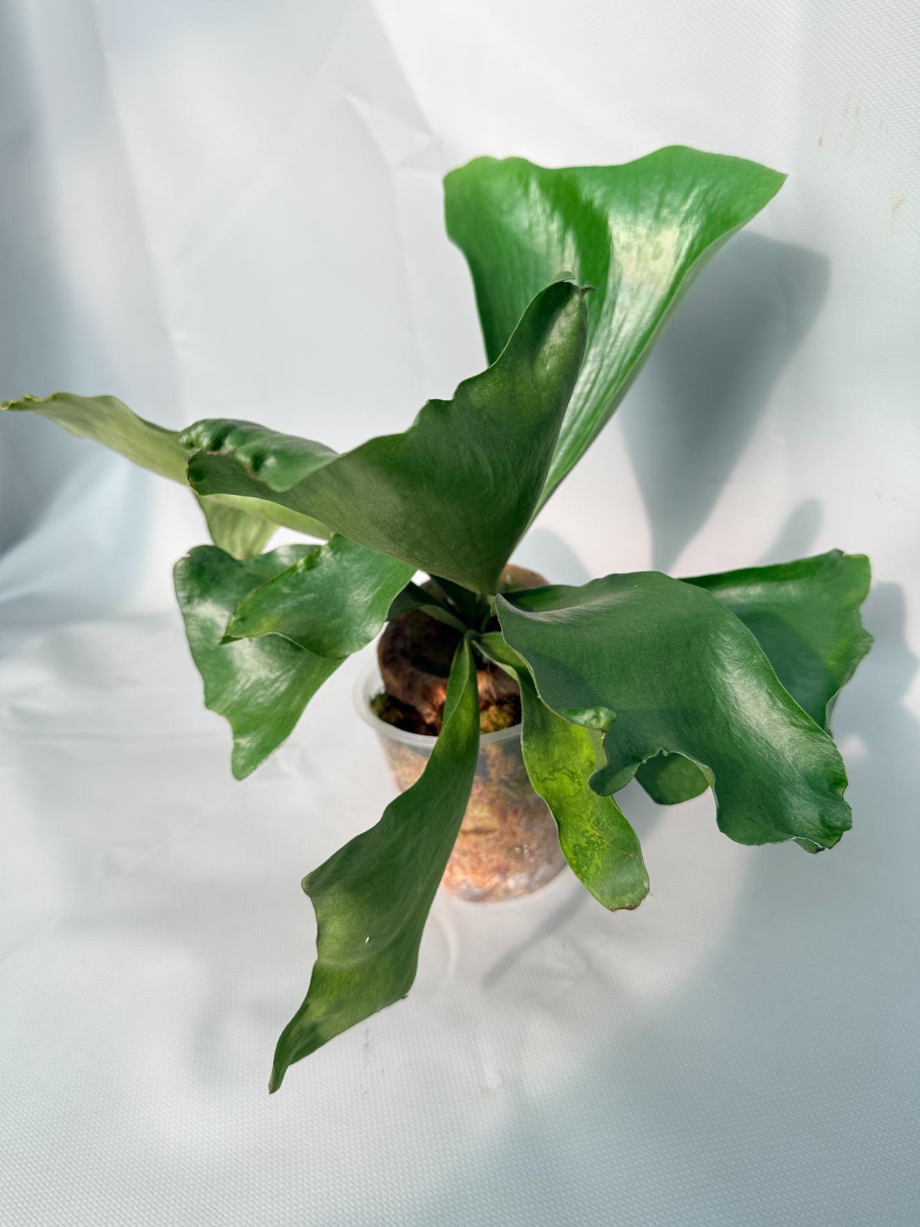 Platycerium Hillii 07