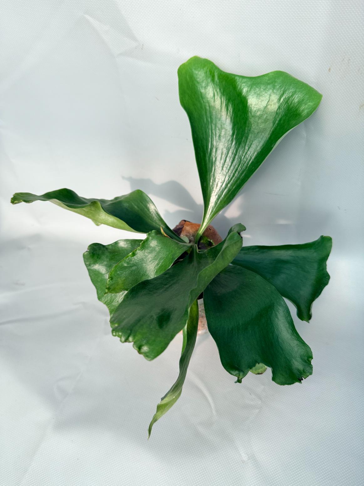 【Re】P.hillii RP spore Platycerium Hillii | Welovetropicalplants