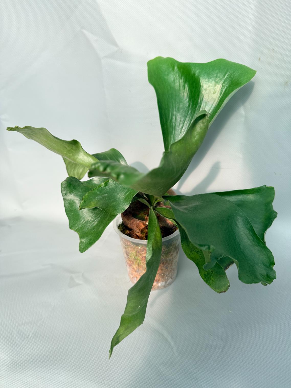 Platycerium Hillii 02