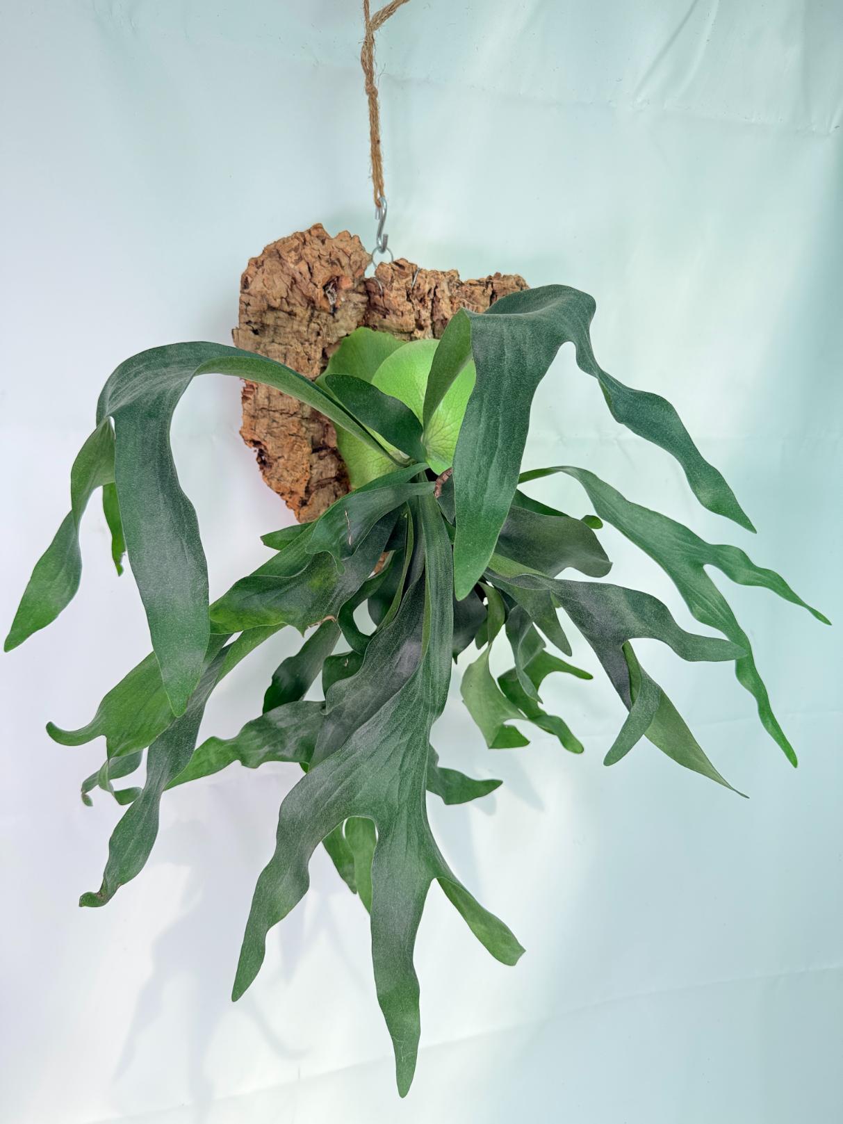 Platycerium Hillii + mounted on the board 09