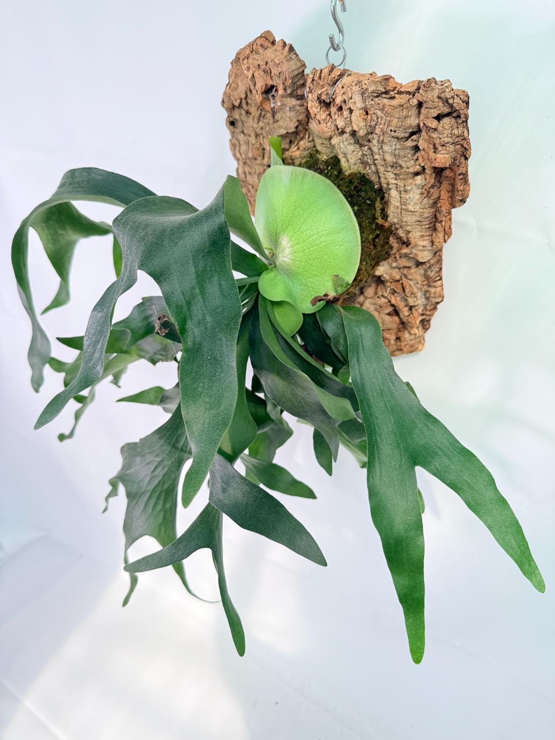 Platycerium Hillii + mounted on the board 01