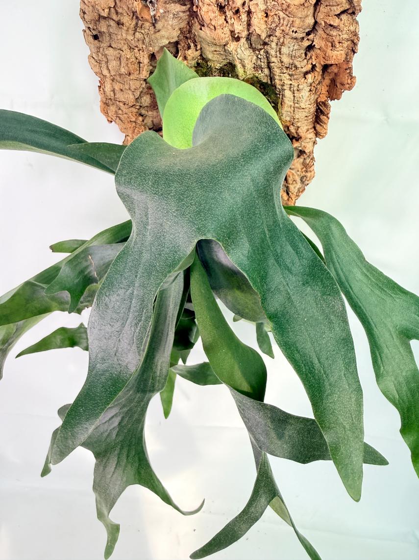 Platycerium Hillii + mounted on the board 05