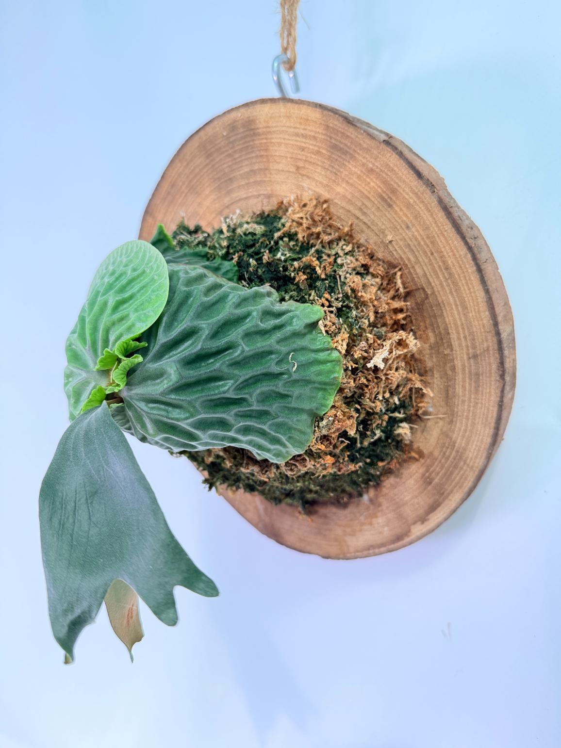 Platycerium Madagascariense + mounted on the board 02