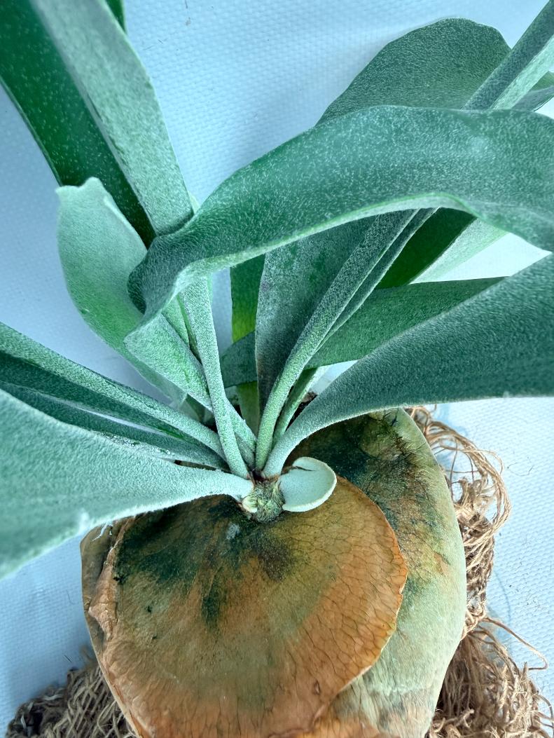 Platycerium Pegasus 07